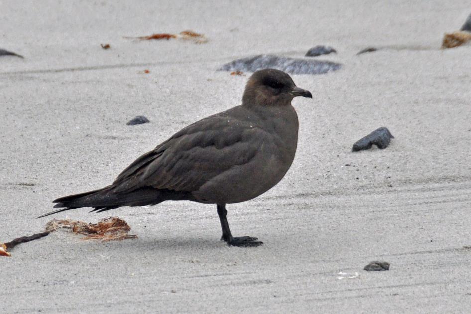 D:\DataFoto\Foto's - Reizen\2018-07-18 Spitsbergen\03 Magdalenefjorden\Best Of\SPIT0381y.jpg