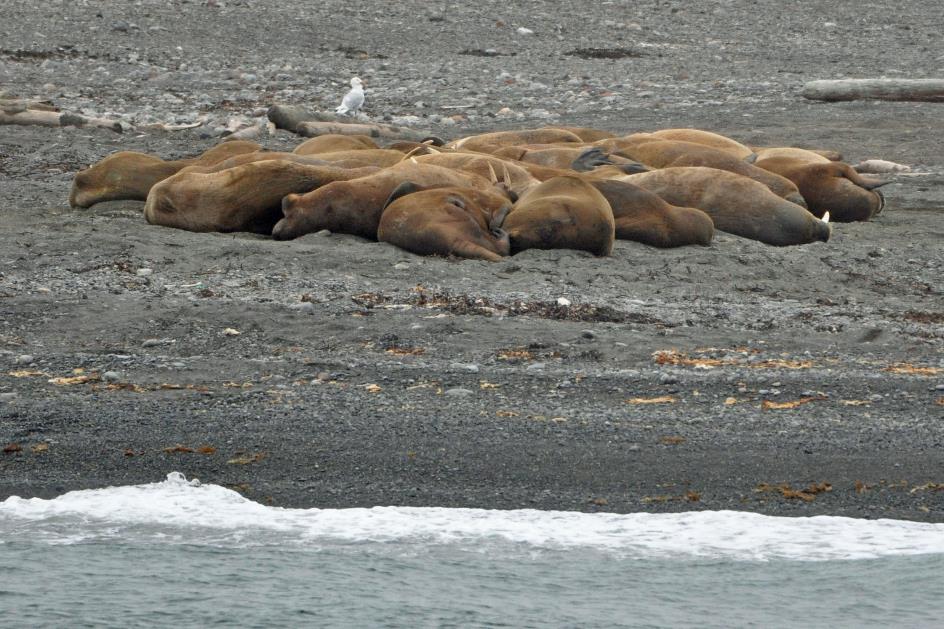 D:\DataFoto\Foto's - Reizen\2018-07-18 Spitsbergen\06 Moffeneiland\Best Of\SPIT0828y.jpg