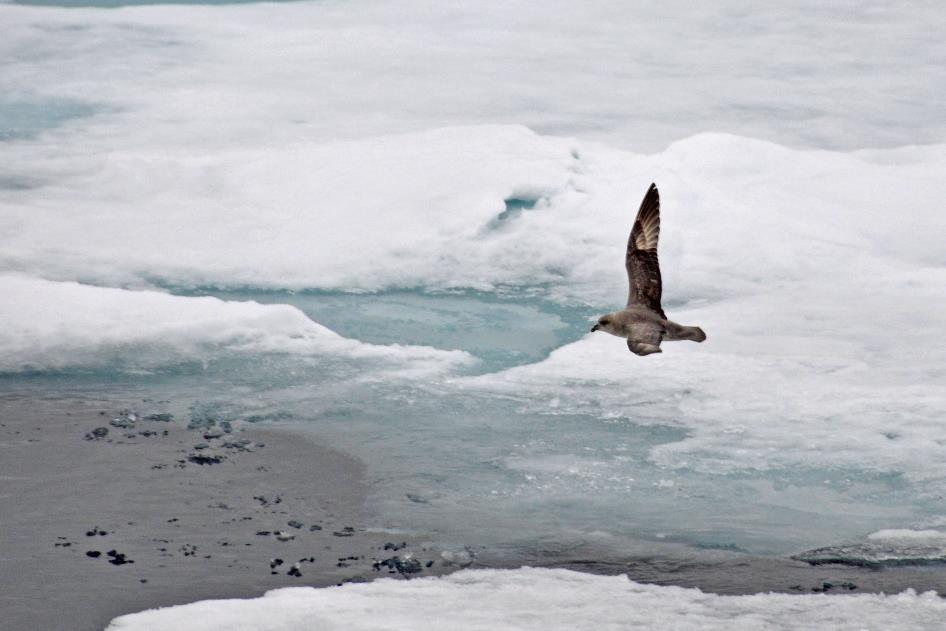 D:\DataFoto\Foto's - Reizen\2018-07-18 Spitsbergen\07 Ice Edge\Best Of\SPIT0903y.jpg