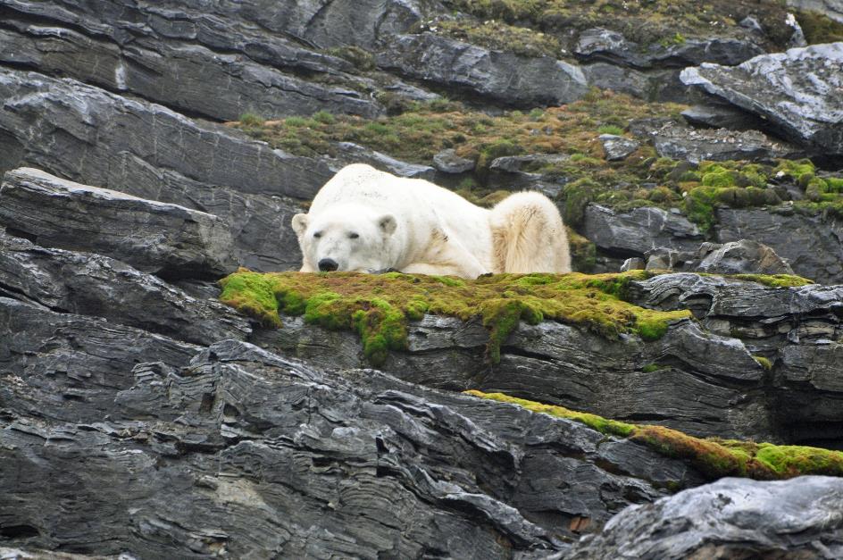 D:\DataFoto\Foto's - Reizen\2018-07-18 Spitsbergen\08 Karl XII-oya\Best Of\SPIT1039y.jpg