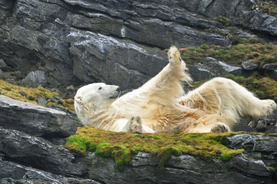 D:\DataFoto\Foto's - Reizen\2018-07-18 Spitsbergen\08 Karl XII-oya\Best Of\SPIT0999y.jpg