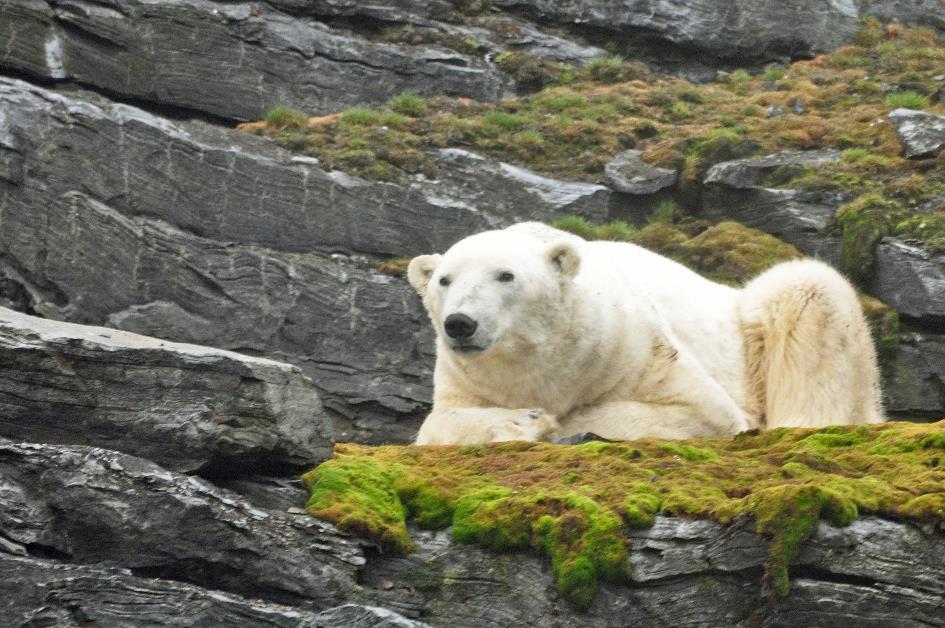 D:\DataFoto\Foto's - Reizen\2018-07-18 Spitsbergen\08 Karl XII-oya\Best Of\SPIT1013y.jpg