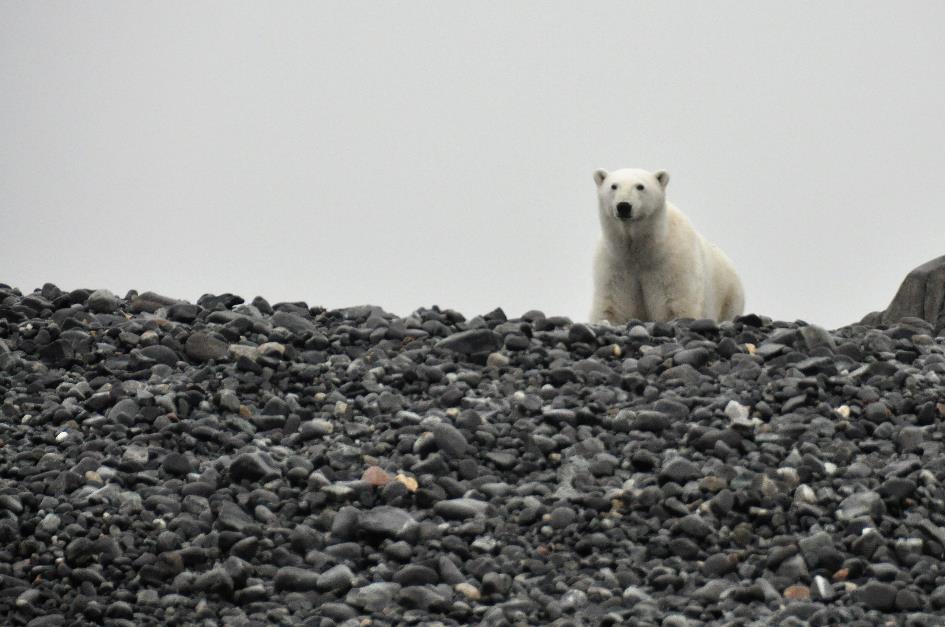 D:\DataFoto\Foto's - Reizen\2018-07-18 Spitsbergen\08 Karl XII-oya\Best Of\SPIT1109x.jpg