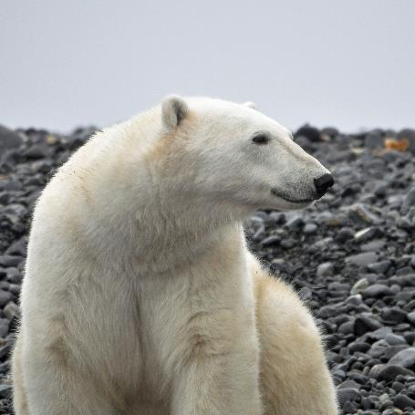 D:\DataFoto\Foto's - Reizen\2018-07-18 Spitsbergen\08 Karl XII-oya\Best Of\SPIT1127v.jpg