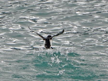 D:\DataFoto\Foto's - Reizen\2018-07-18 Spitsbergen\04 Smeerenburgfjorden\Best Of\SPIT0586q.jpg