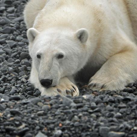 D:\DataFoto\Foto's - Reizen\2018-07-18 Spitsbergen\08 Karl XII-oya\Best Of\SPIT1147v.jpg