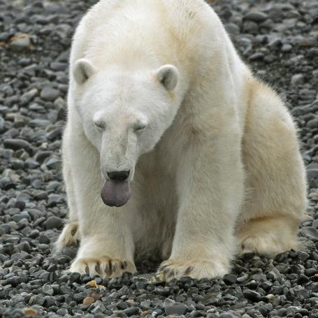 D:\DataFoto\Foto's - Reizen\2018-07-18 Spitsbergen\08 Karl XII-oya\Best Of\SPIT1126v.jpg