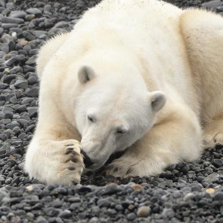 D:\DataFoto\Foto's - Reizen\2018-07-18 Spitsbergen\08 Karl XII-oya\Werkmap\SPIT1146v.jpg