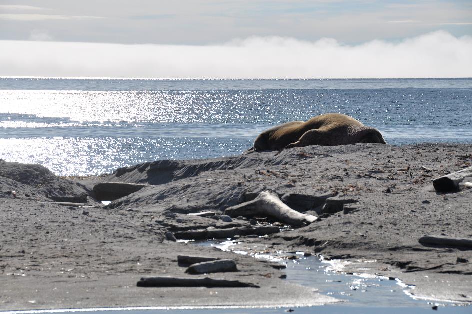 D:\DataFoto\Foto's - Reizen\2018-07-18 Spitsbergen\09 Phippsoya\Best Of\SPIT1211x.jpg