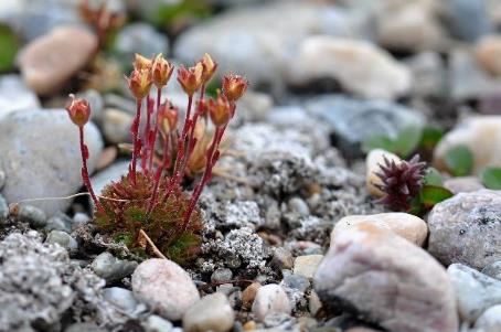 D:\DataFoto\Foto's - Reizen\2018-07-18 Spitsbergen\10 Sorgfjorden\Werkmap\SPIT1439x.jpg