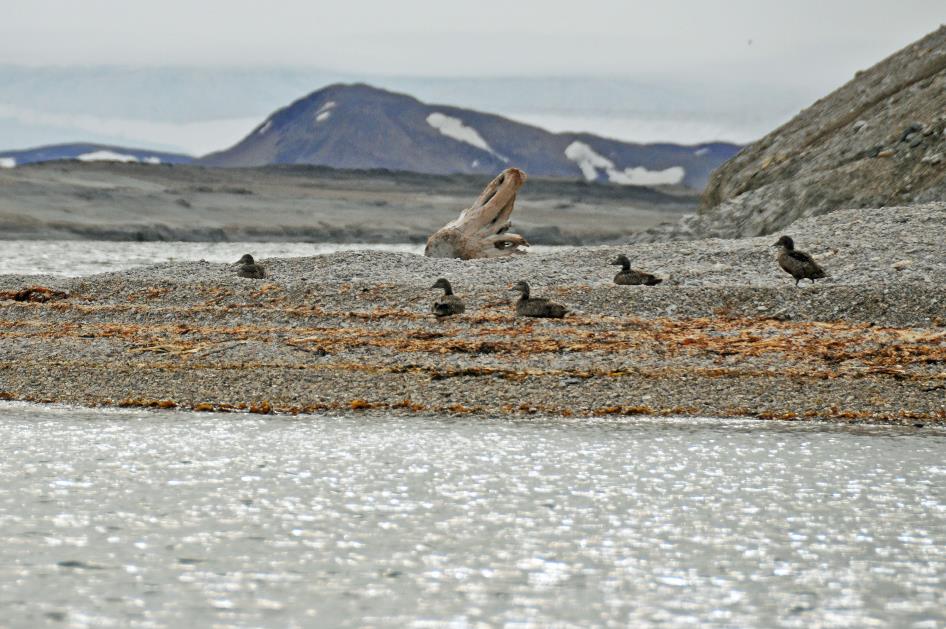 D:\DataFoto\Foto's - Reizen\2018-07-18 Spitsbergen\11 Kinnvika\Best Of\SPIT1473y.jpg