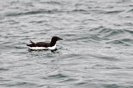 D:\DataFoto\Foto's - Reizen\2018-07-18 Spitsbergen\11 Kinnvika\Best Of\SPIT1483y.jpg