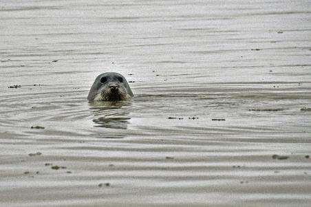 D:\DataFoto\Foto's - Reizen\2018-07-18 Spitsbergen\13 Palanderbukta\Best Of\SPIT1864y.jpg