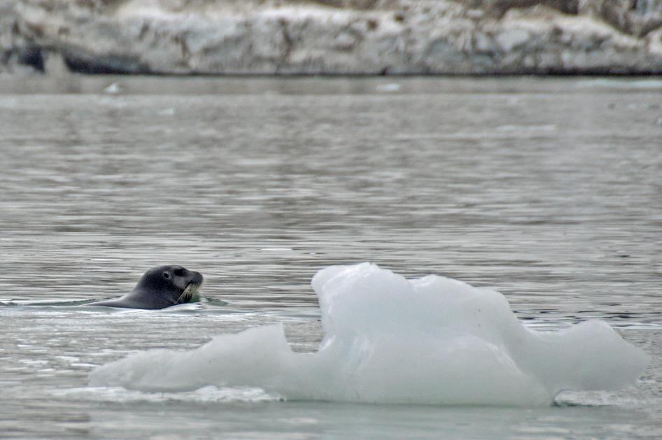 D:\DataFoto\Foto's - Reizen\2018-07-18 Spitsbergen\13 Palanderbukta\Best Of\SPIT1895y.jpg