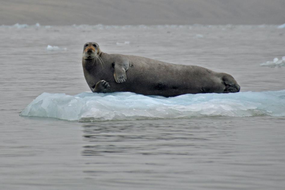 D:\DataFoto\Foto's - Reizen\2018-07-18 Spitsbergen\13 Palanderbukta\Best Of\SPIT1908y.jpg