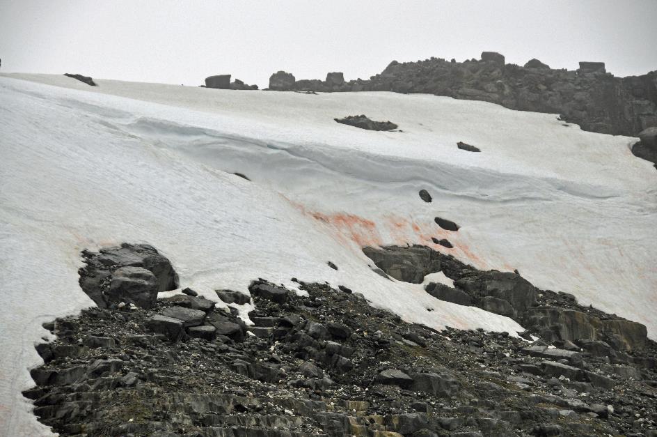 D:\DataFoto\Foto's - Reizen\2018-07-18 Spitsbergen\14 Alkefjellet\Best Of\SPIT1996y.jpg