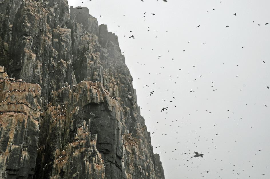 D:\DataFoto\Foto's - Reizen\2018-07-18 Spitsbergen\14 Alkefjellet\Best Of\SPIT2108y.jpg