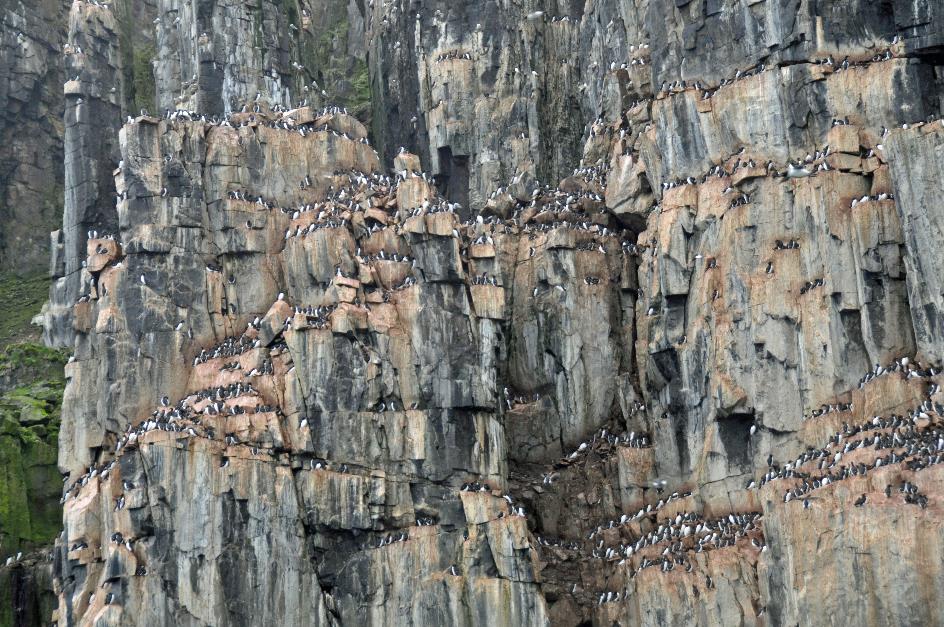 D:\DataFoto\Foto's - Reizen\2018-07-18 Spitsbergen\14 Alkefjellet\Best Of\SPIT2043y.jpg