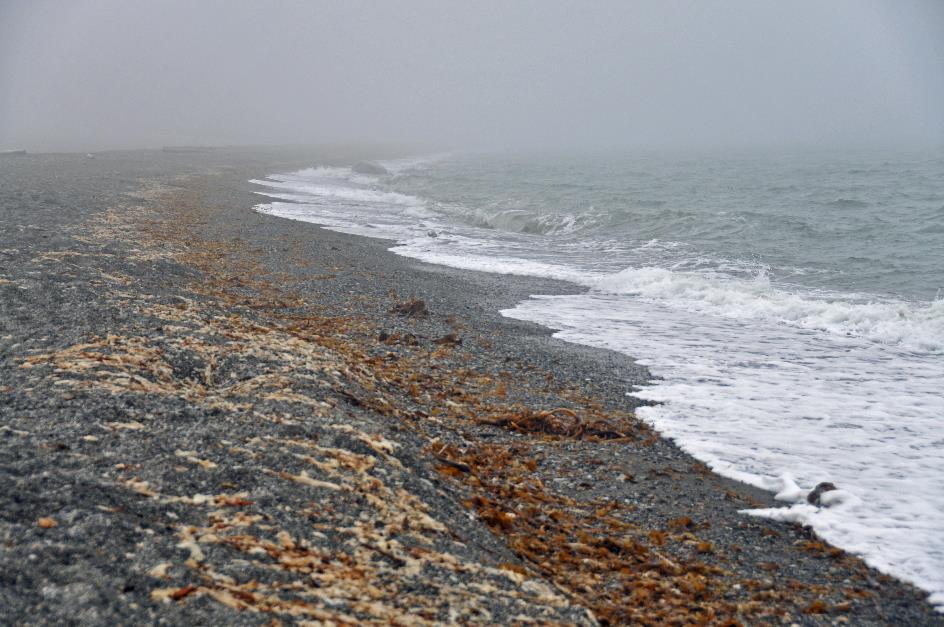 D:\DataFoto\Foto's - Reizen\2018-07-18 Spitsbergen\15 Walhbergoya\Best Of\SPIT2306y.jpg