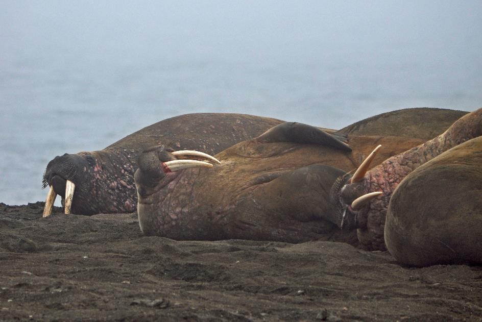 D:\DataFoto\Foto's - Reizen\2018-07-18 Spitsbergen\15 Walhbergoya\Best Of\SPIT2284y.jpg