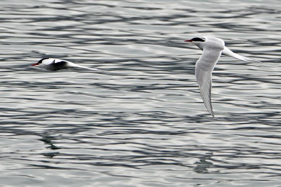 D:\DataFoto\Foto's - Reizen\2018-07-18 Spitsbergen\23 Recherchefjorden\Best Of\SPIT4169y.jpg