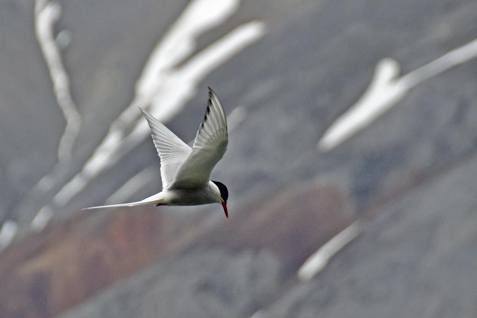 D:\DataFoto\Foto's - Reizen\2018-07-18 Spitsbergen\23 Recherchefjorden\Best Of\SPIT4140y.jpg