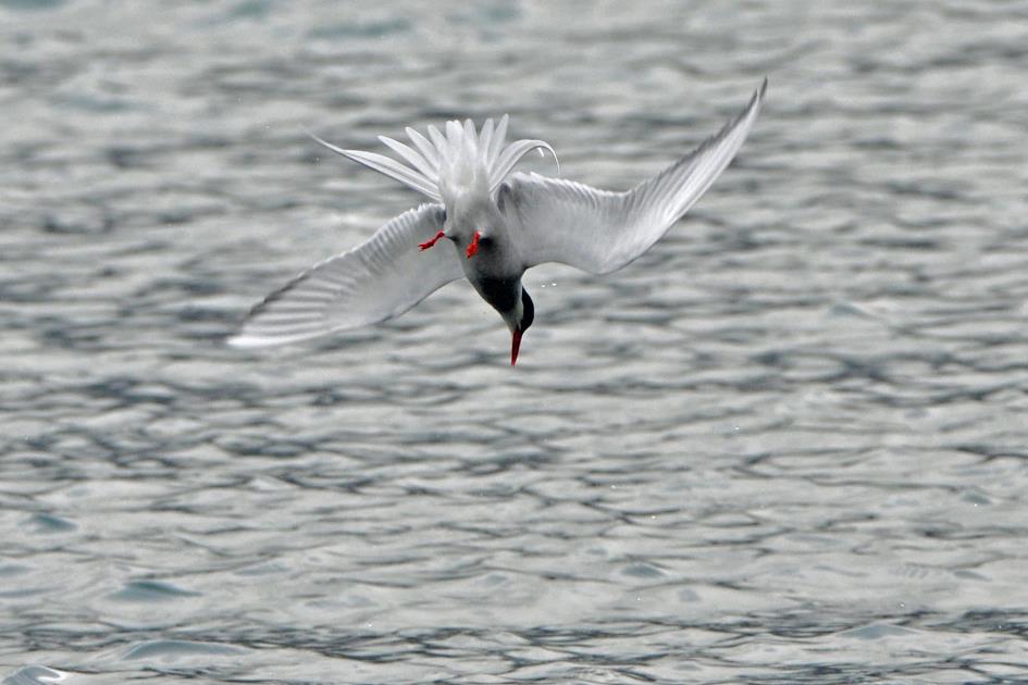 D:\DataFoto\Foto's - Reizen\2018-07-18 Spitsbergen\23 Recherchefjorden\Best Of\SPIT4191y.jpg