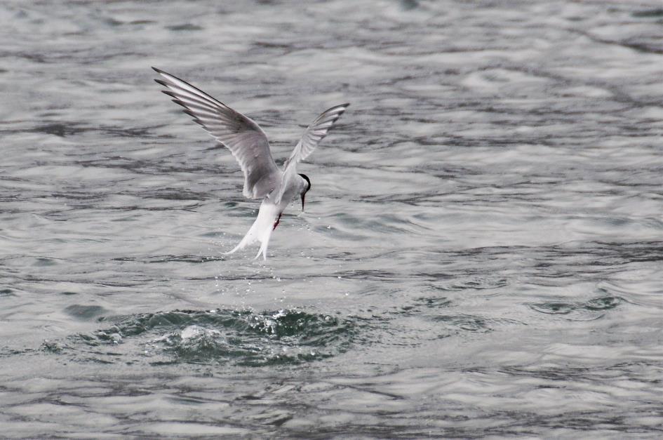 D:\DataFoto\Foto's - Reizen\2018-07-18 Spitsbergen\23 Recherchefjorden\Best Of\SPIT4128y.jpg