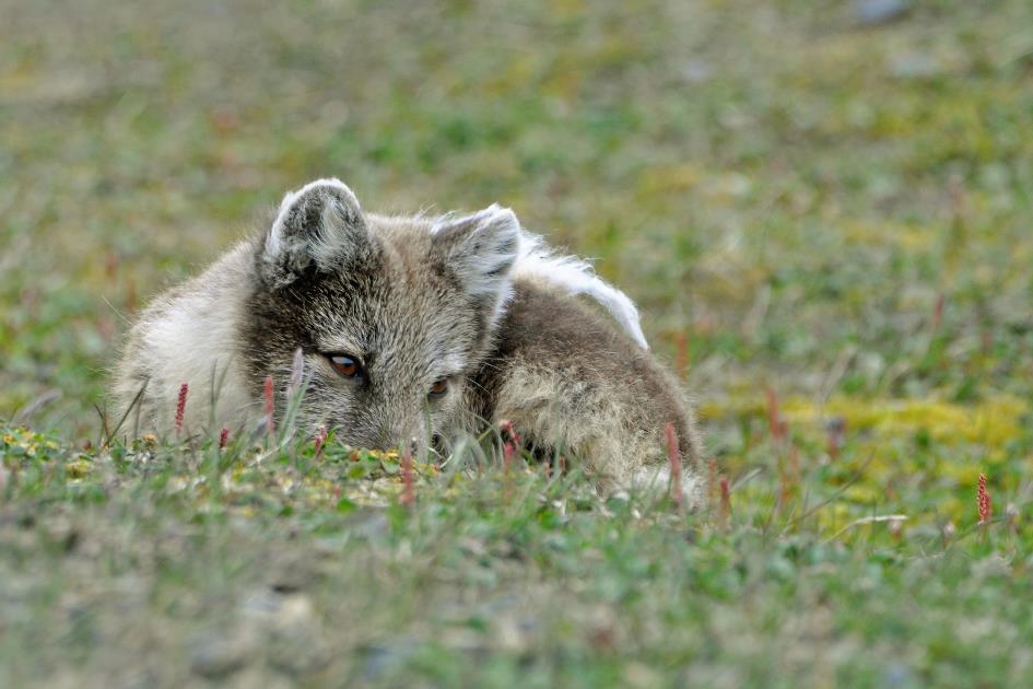 D:\DataFoto\Foto's - Reizen\2018-07-18 Spitsbergen\18 Kapp Waldburg\Best Of\SPIT2626y.jpg