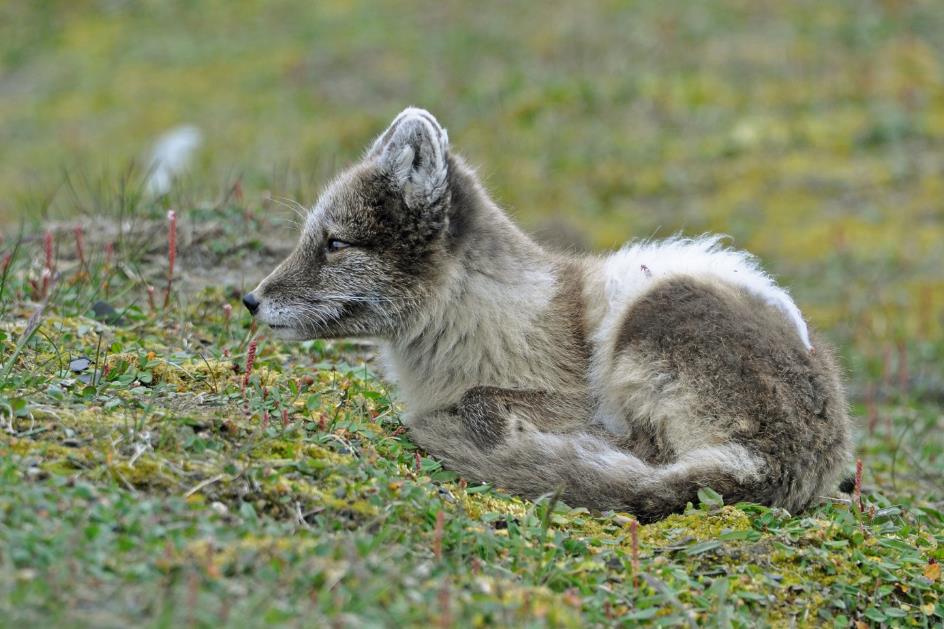 D:\DataFoto\Foto's - Reizen\2018-07-18 Spitsbergen\18 Kapp Waldburg\Best Of\SPIT2625y.jpg