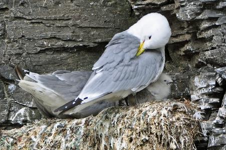 D:\DataFoto\Foto's - Reizen\2018-07-18 Spitsbergen\18 Kapp Waldburg\Best Of\SPIT2721y.jpg