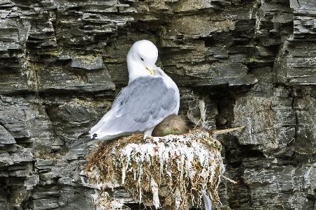 D:\DataFoto\Foto's - Reizen\2018-07-18 Spitsbergen\18 Kapp Waldburg\Best Of\SPIT2749y.jpg