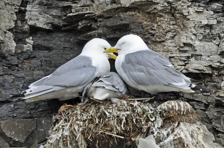 D:\DataFoto\Foto's - Reizen\2018-07-18 Spitsbergen\18 Kapp Waldburg\Best Of\SPIT2823y.jpg