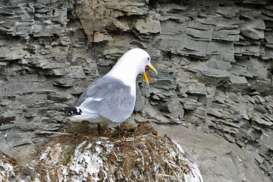 D:\DataFoto\Foto's - Reizen\2018-07-18 Spitsbergen\18 Kapp Waldburg\Best Of\SPIT2755y.jpg