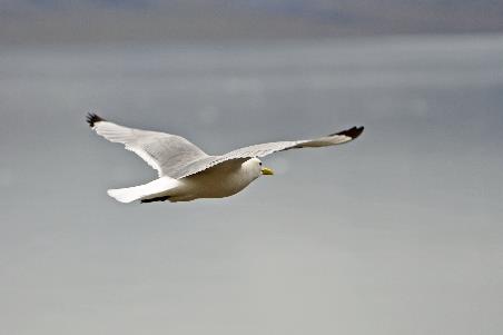 D:\DataFoto\Foto's - Reizen\2018-07-18 Spitsbergen\18 Kapp Waldburg\Best Of\SPIT2805y.jpg