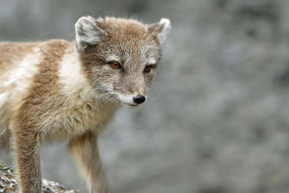 D:\DataFoto\Foto's - Reizen\2018-07-18 Spitsbergen\18 Kapp Waldburg\Best Of\SPIT2875y.jpg