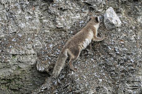 D:\DataFoto\Foto's - Reizen\2018-07-18 Spitsbergen\18 Kapp Waldburg\Best Of\SPIT2744y.jpg