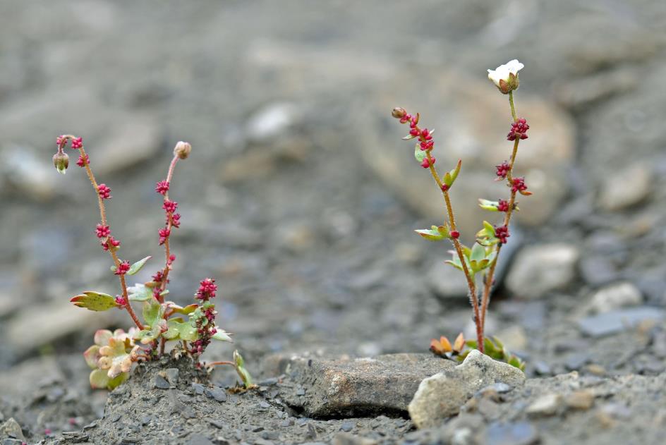 D:\DataFoto\Foto's - Reizen\2018-07-18 Spitsbergen\18 Kapp Waldburg\Best Of\SPIT2888y.jpg