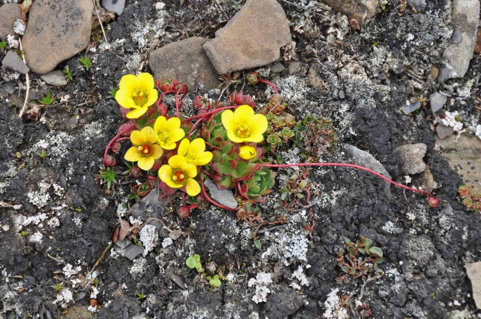 D:\DataFoto\Foto's - Reizen\2018-07-18 Spitsbergen\18 Kapp Waldburg\Best Of\SPIT2967y.jpg