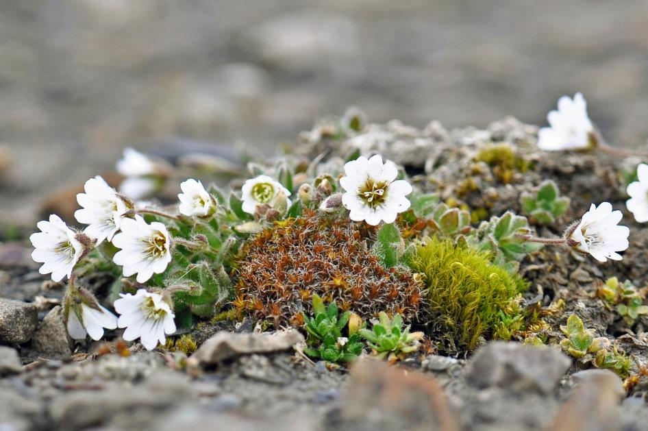 D:\DataFoto\Foto's - Reizen\2018-07-18 Spitsbergen\18 Kapp Waldburg\Best Of\SPIT2919y.jpg