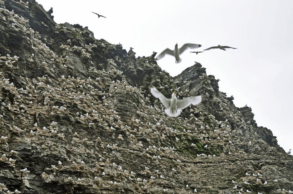 D:\DataFoto\Foto's - Reizen\2018-07-18 Spitsbergen\18 Kapp Waldburg\Best Of\SPIT2777y.jpg