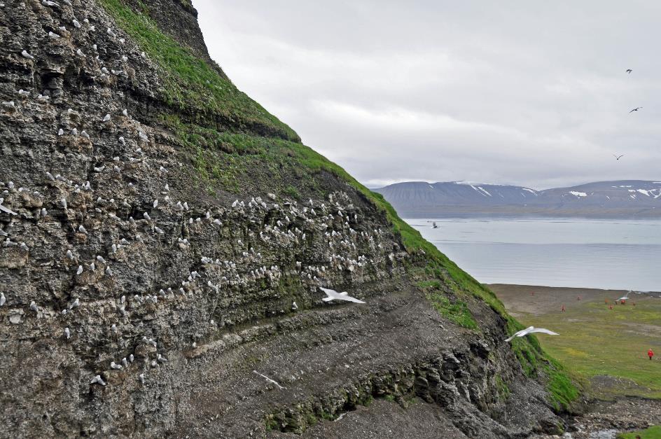 D:\DataFoto\Foto's - Reizen\2018-07-18 Spitsbergen\18 Kapp Waldburg\Best Of\SPIT2829y.jpg