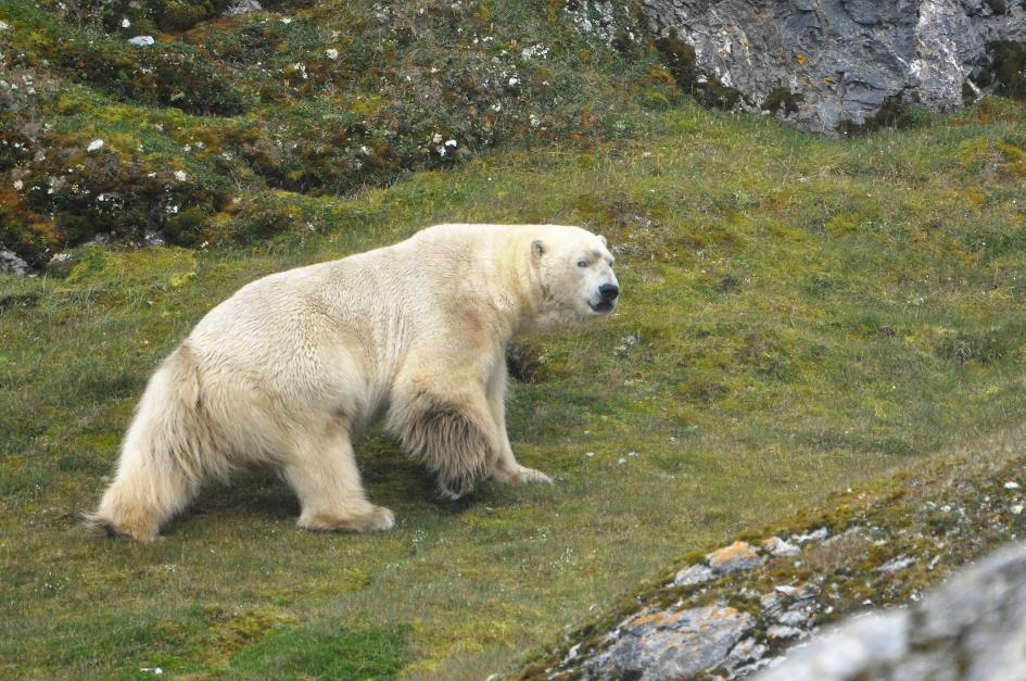 D:\DataFoto\Foto's - Reizen\2018-07-18 Spitsbergen\19 Gnalodden\Werkmap\03 IJsbeer\SPIT3059x.jpg