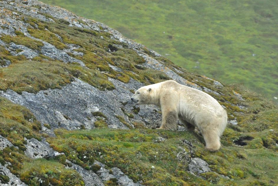 D:\DataFoto\Foto's - Reizen\2018-07-18 Spitsbergen\19 Gnalodden\Best Of\SPIT3075y.jpg