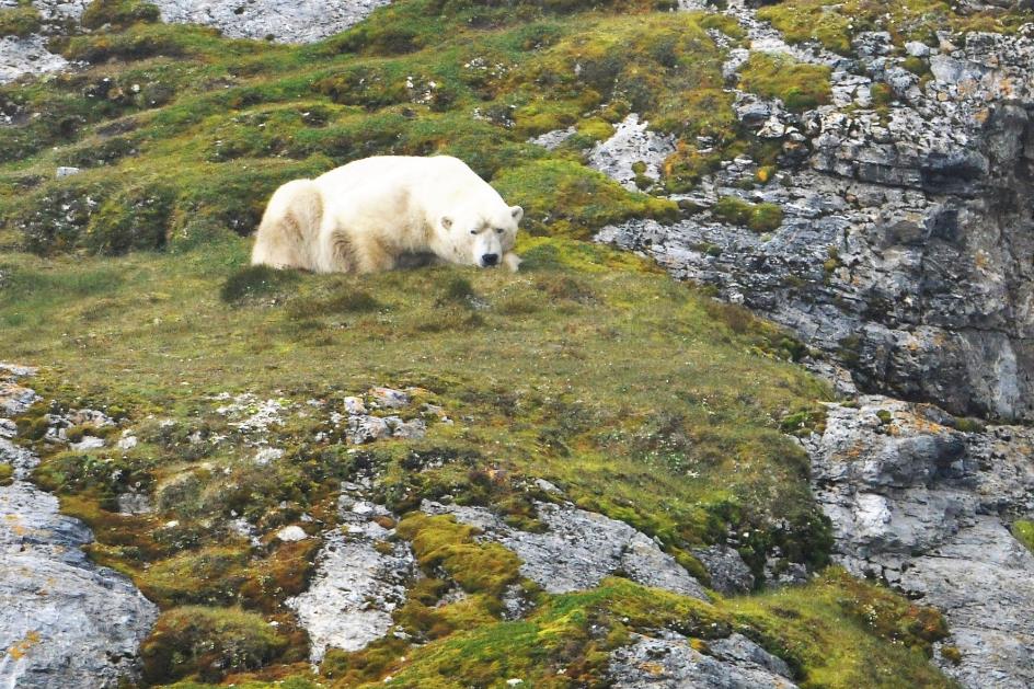 D:\DataFoto\Foto's - Reizen\2018-07-18 Spitsbergen\19 Gnalodden\Asteria\Pacomaja\SPIT3117x.jpg