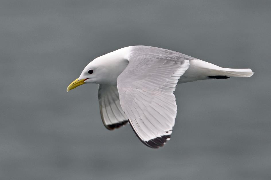 D:\DataFoto\Foto's - Reizen\2018-07-18 Spitsbergen\20 Burgerbukta\Best Of\SPIT3257y.jpg