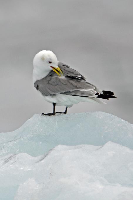 D:\DataFoto\Foto's - Reizen\2018-07-18 Spitsbergen\20 Burgerbukta\Best Of\SPIT3427s.jpg