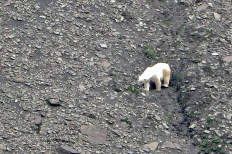 D:\DataFoto\Foto's - Reizen\2018-07-18 Spitsbergen\17 Freemansundet\Best Of\SPIT2424y.jpg