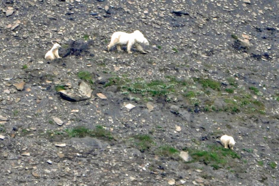 D:\DataFoto\Foto's - Reizen\2018-07-18 Spitsbergen\17 Freemansundet\Best Of\SPIT2436y.jpg