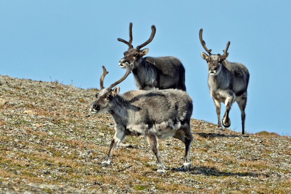 D:\DataFoto\Foto's - Reizen\2018-07-18 Spitsbergen\22 Ahlstrandhalfoya\Best Of\SPIT3779y.jpg